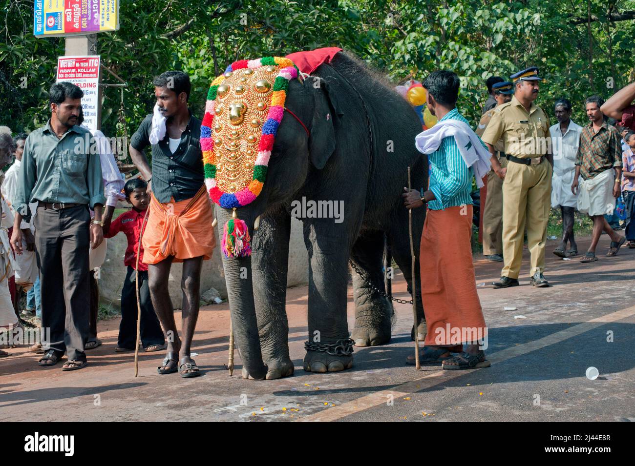 Caparisoned baby elephant and Mahout in Thaipusam Festival in state Kerala India Stock Photo