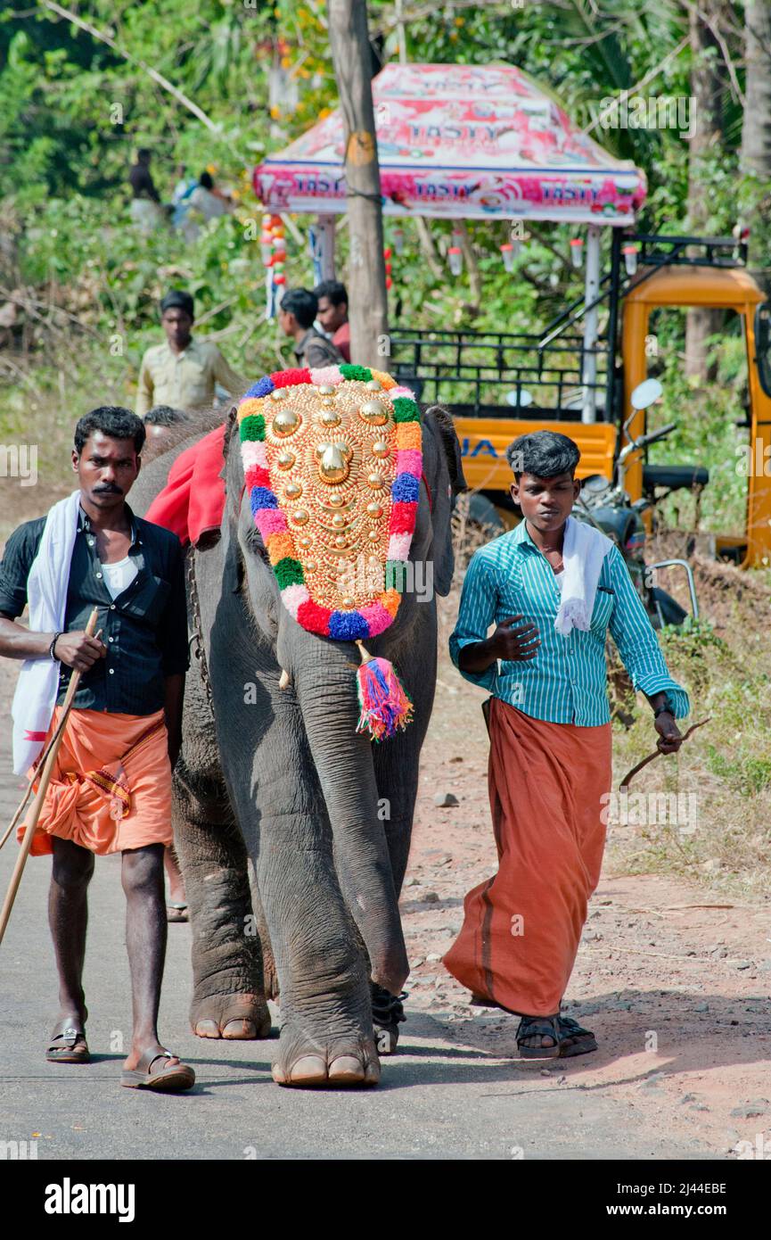Caparisoned baby elephant and Mahout in Thaipusam Festival in state Kerala India Stock Photo