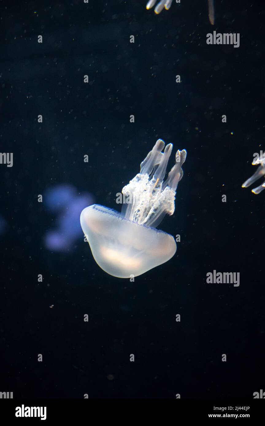 Aurelia aurita common jellyfish or moon, saucer jelly on dark background Stock Photo