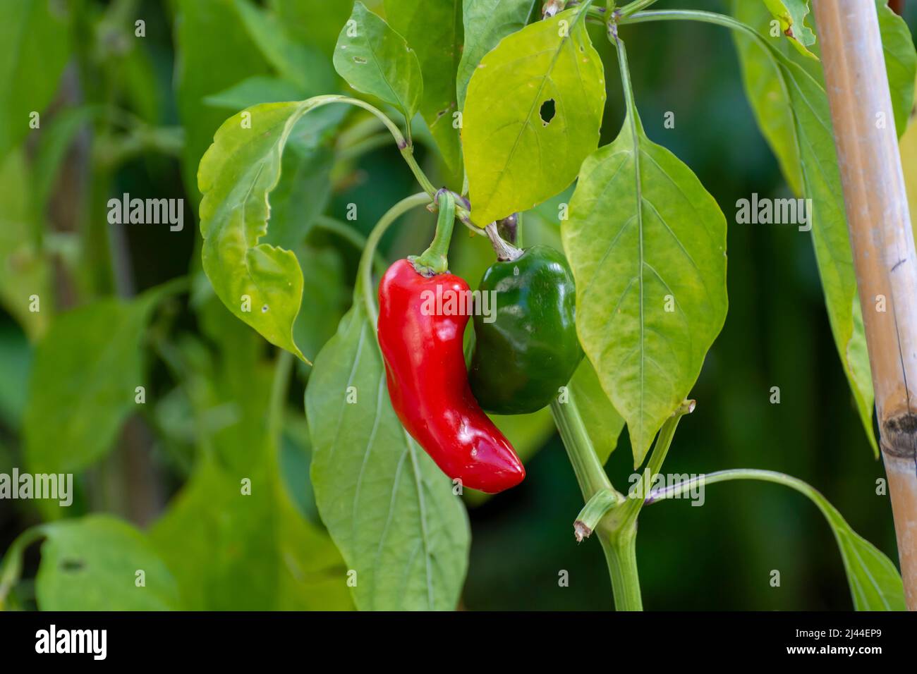 Vegetable eco garden, red bell peppers ripening on plant Stock Photo