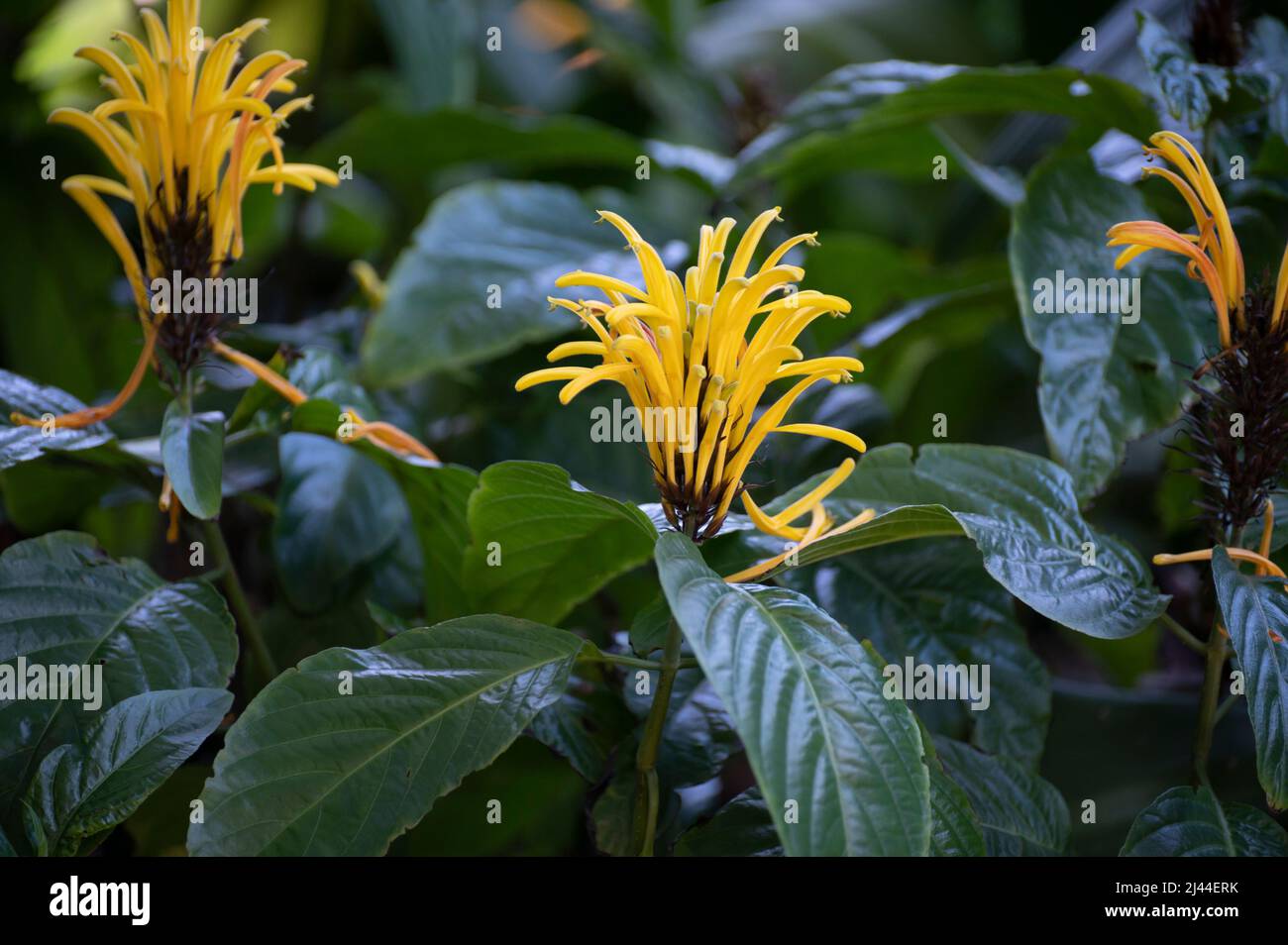 Blossom of yellow jacobinia tropical plant Justicia aurea from Central America close up Stock Photo