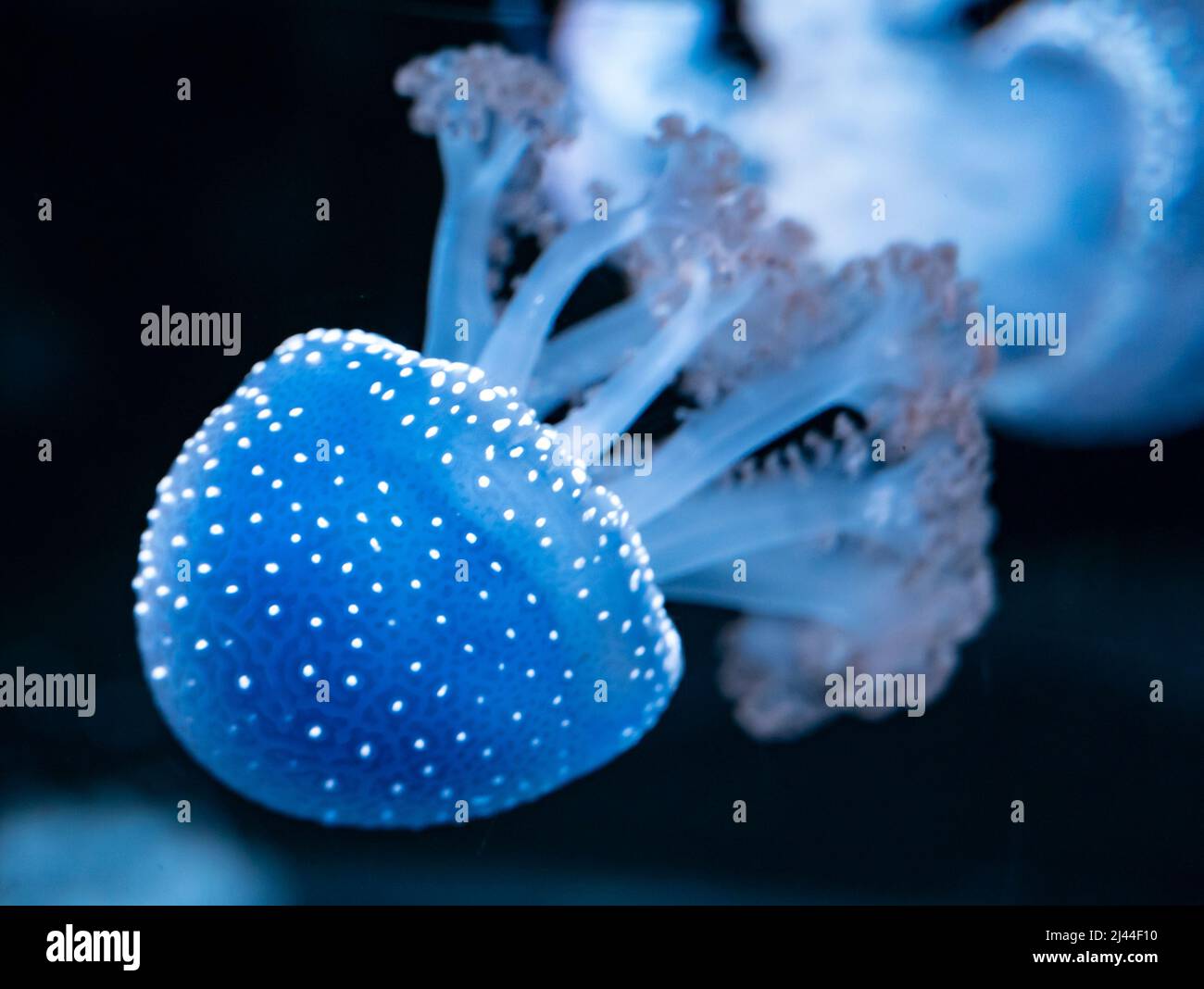 Phyllorhiza punctata jellyfish, also known as floating bell, Australian ...