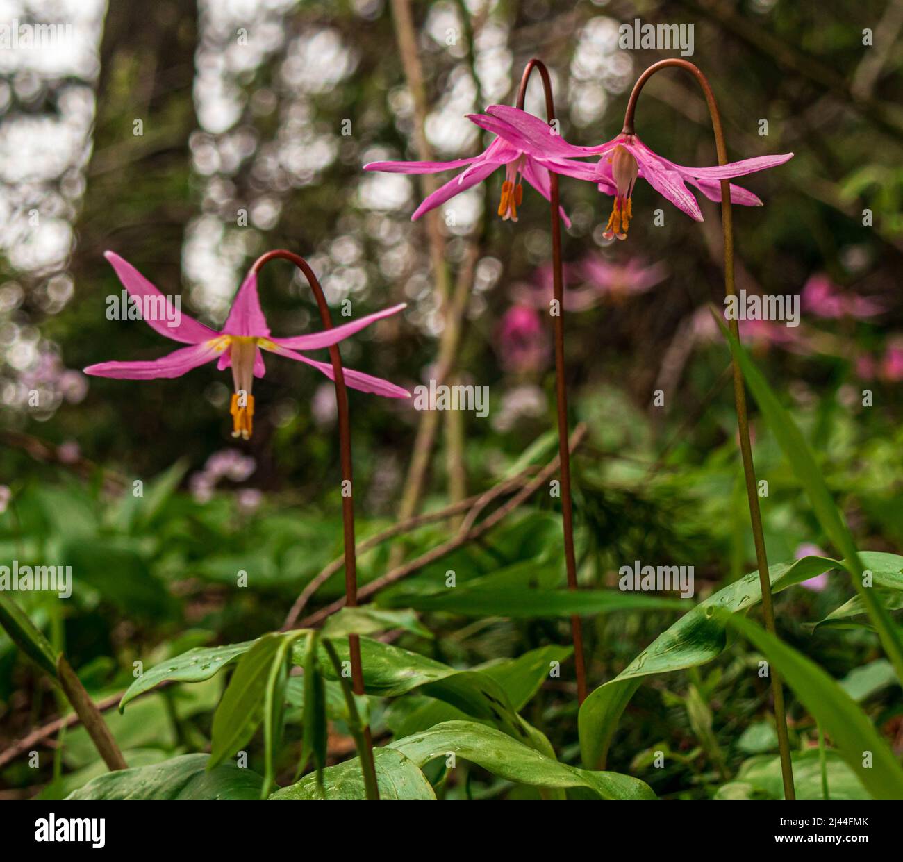 Pink Fawn Lilies growing in the forest on Vancouver Island. Stock Photo