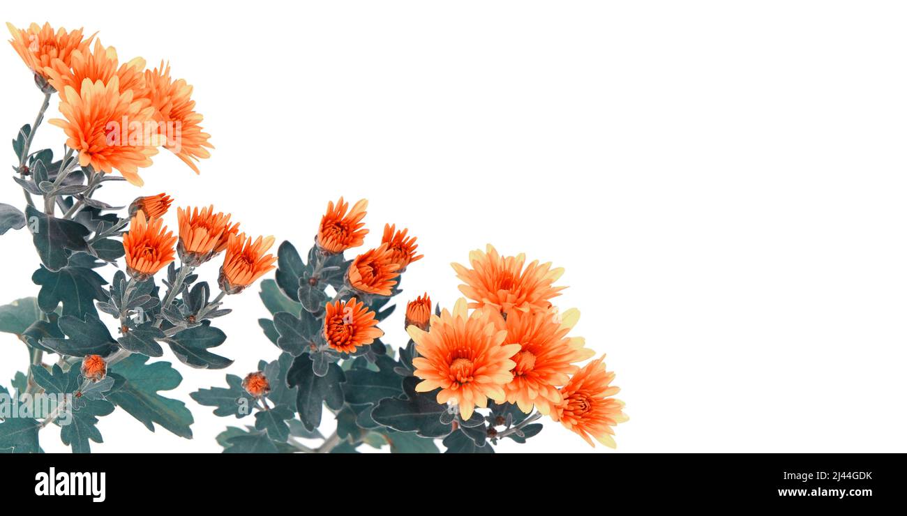 Orange chrysanthemum flowers hi-res stock photography and images - Alamy