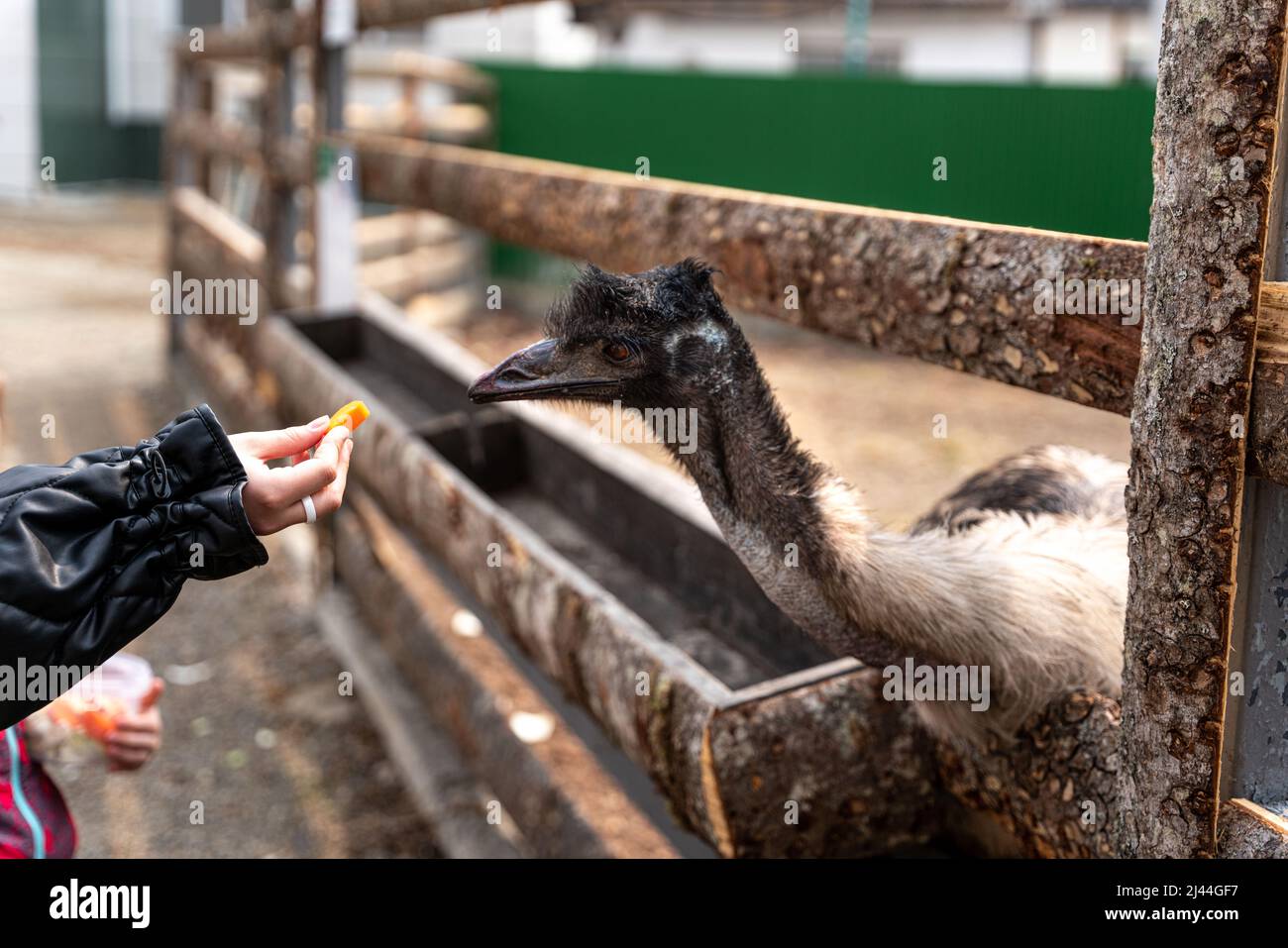 ostrich takes food from a woman's hand, feeding an ostrich at the zoo, ostrich eats . High quality photo Stock Photo