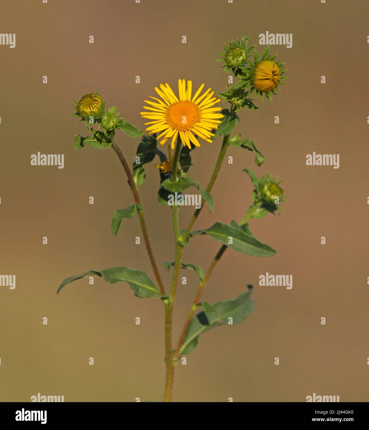 Yellow flower of meadow fleabane or British yellowhead , Inula britannica Stock Photo