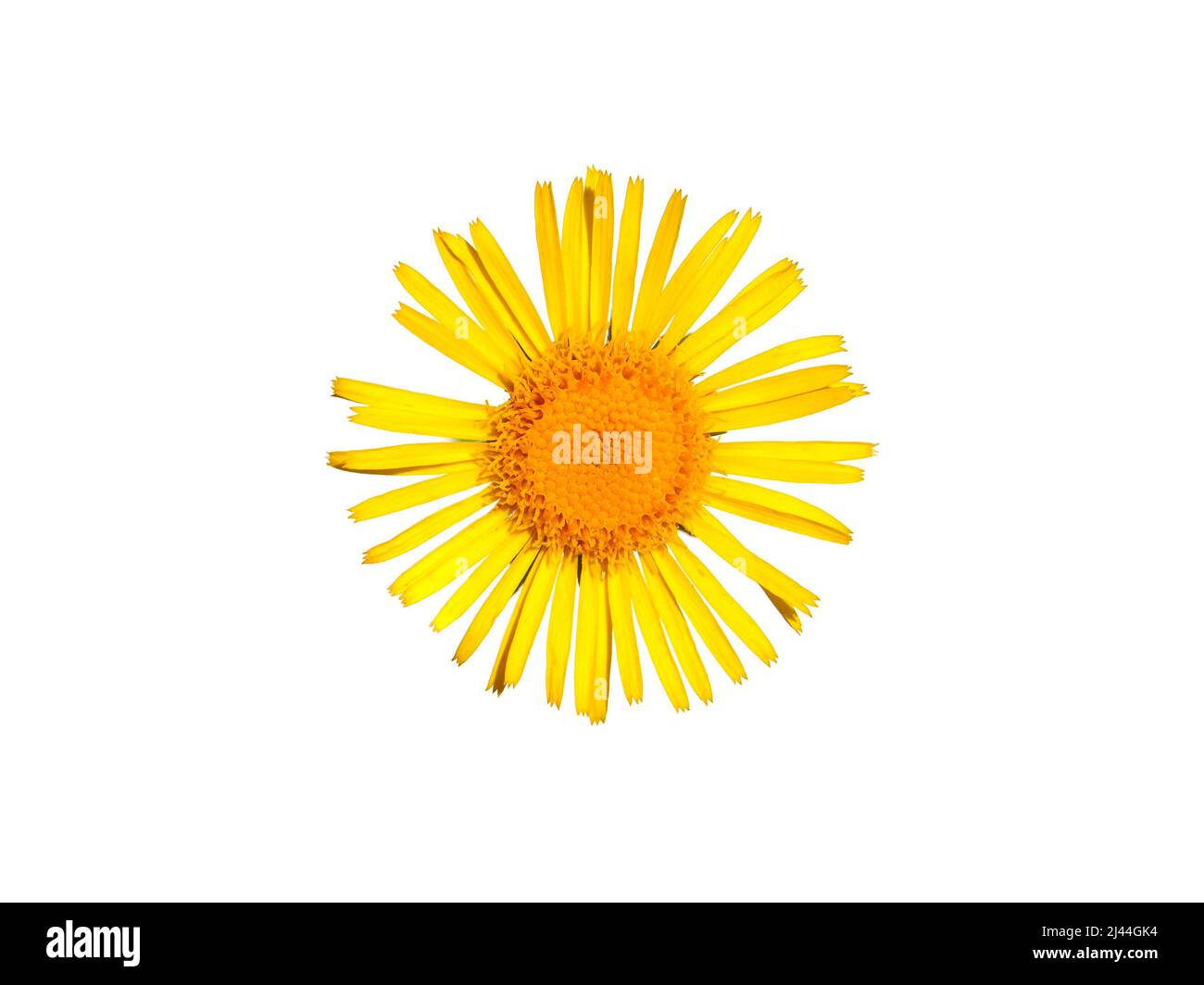 Yellow flower of meadow fleabane or British yellowhead isolated on white, Inula britannica Stock Photo
