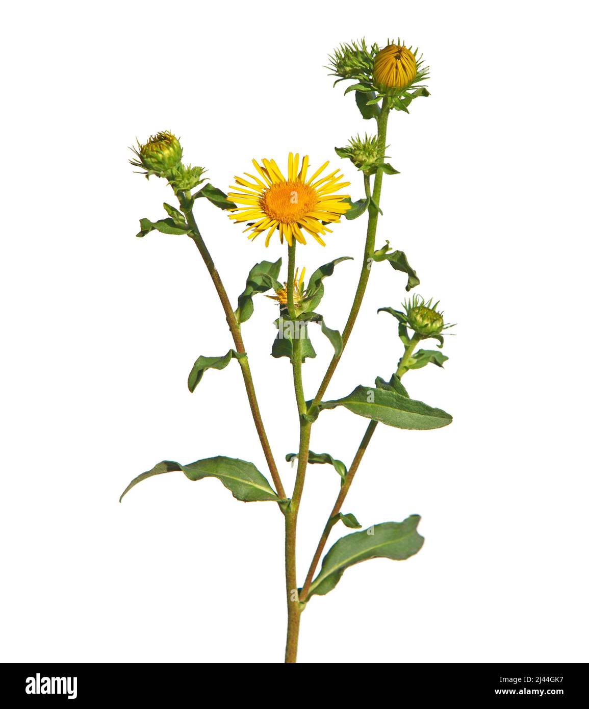 Yellow flower of meadow fleabane or British yellowhead isolated on white, Inula britannica Stock Photo