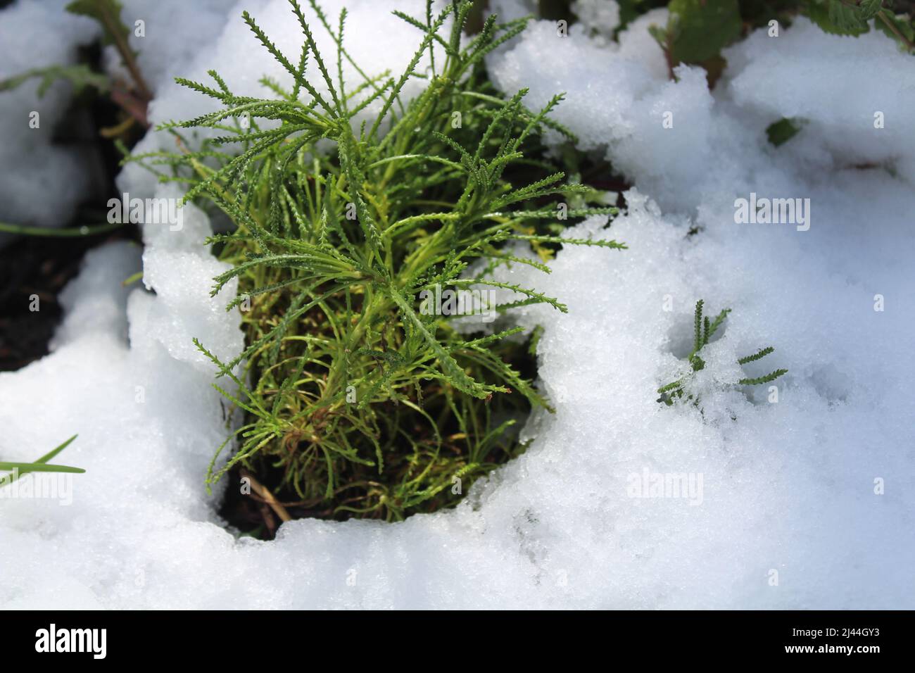 olive herb in the snow Stock Photo