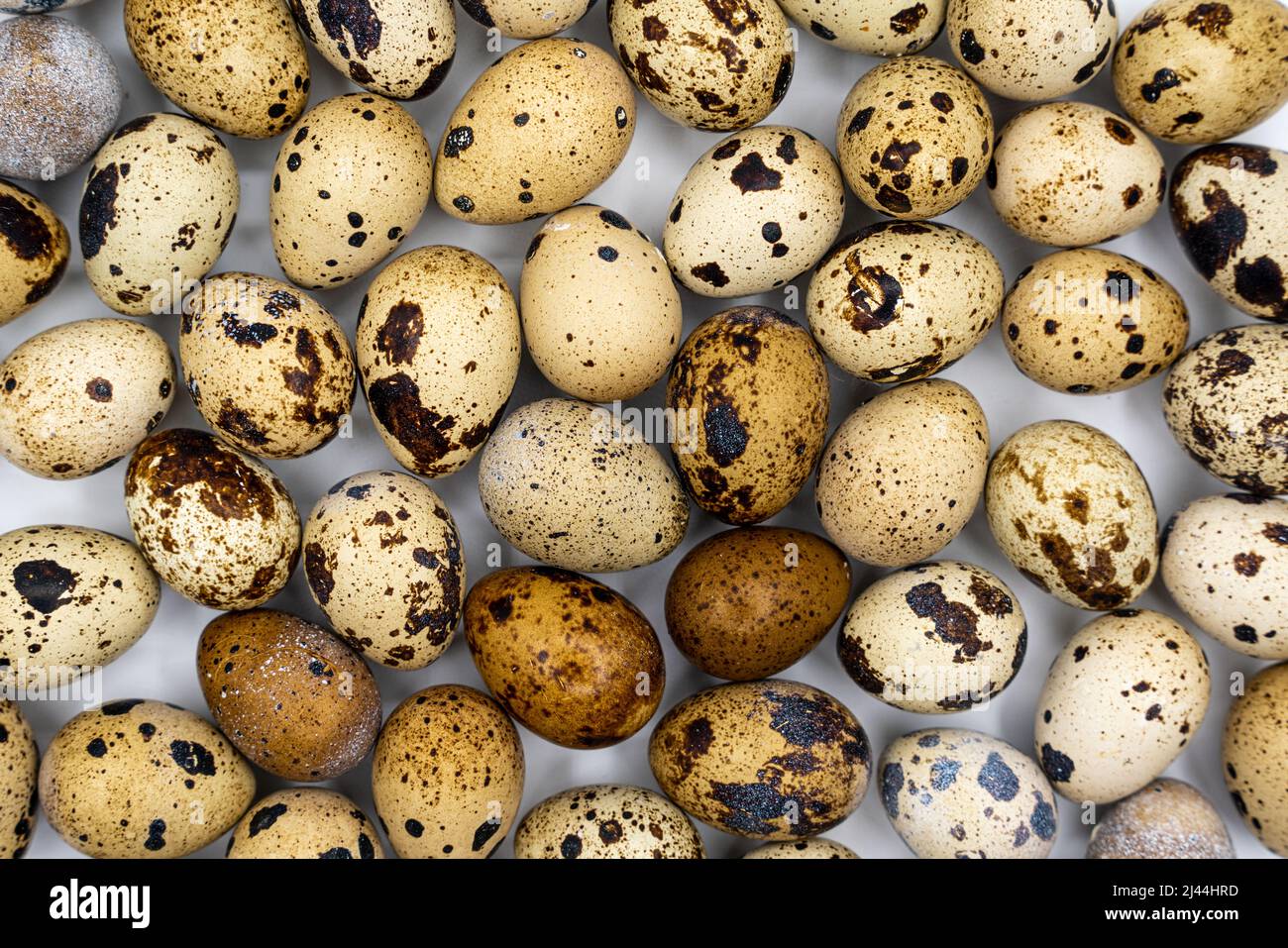 Easter composition. Easter background. Easter quail eggs. Quail eggs on gray background. High quality photo Stock Photo