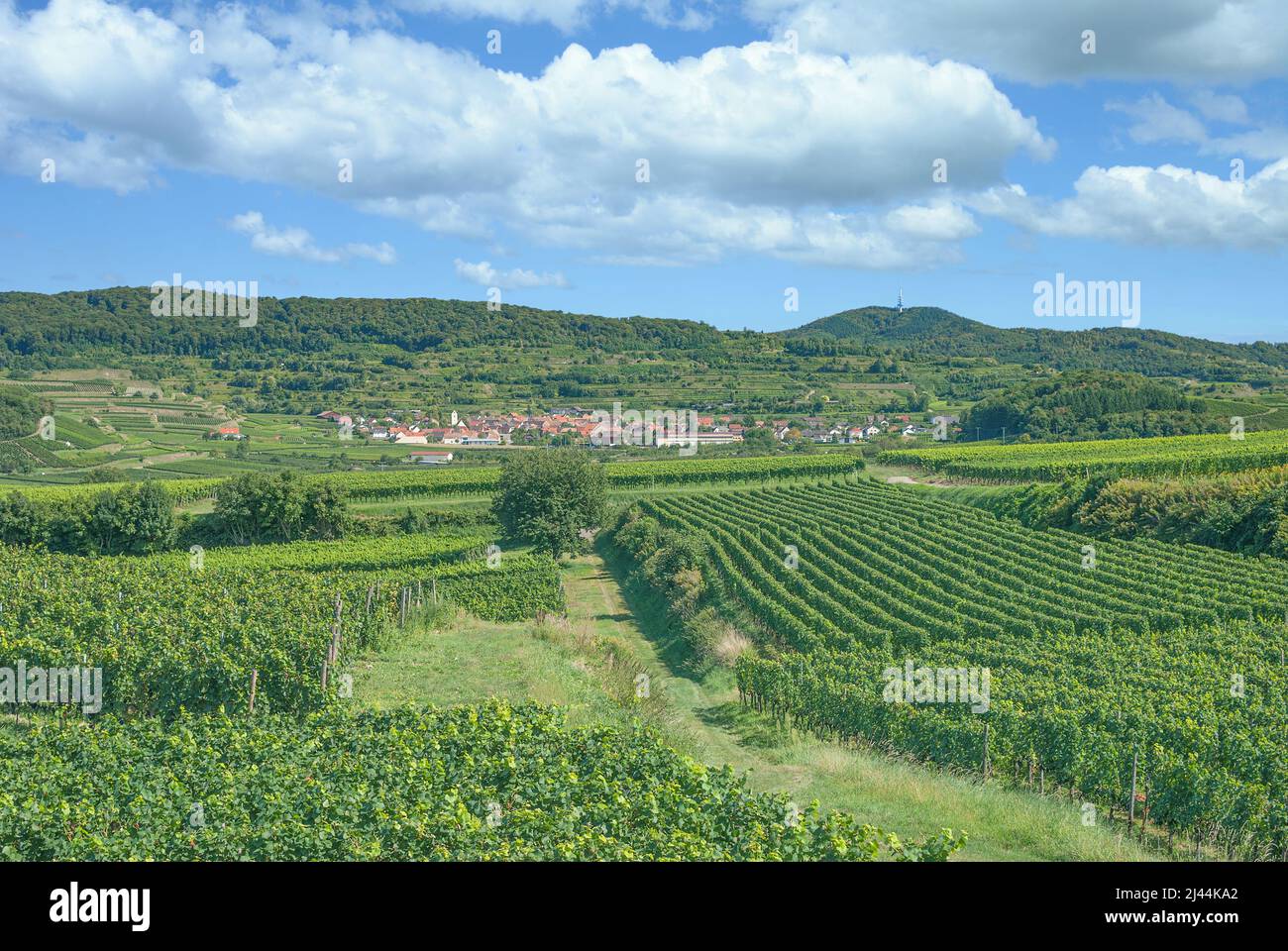 Kaiserstuhl winegrowing region near Vogtsburg,Black Forest,Germany Stock Photo