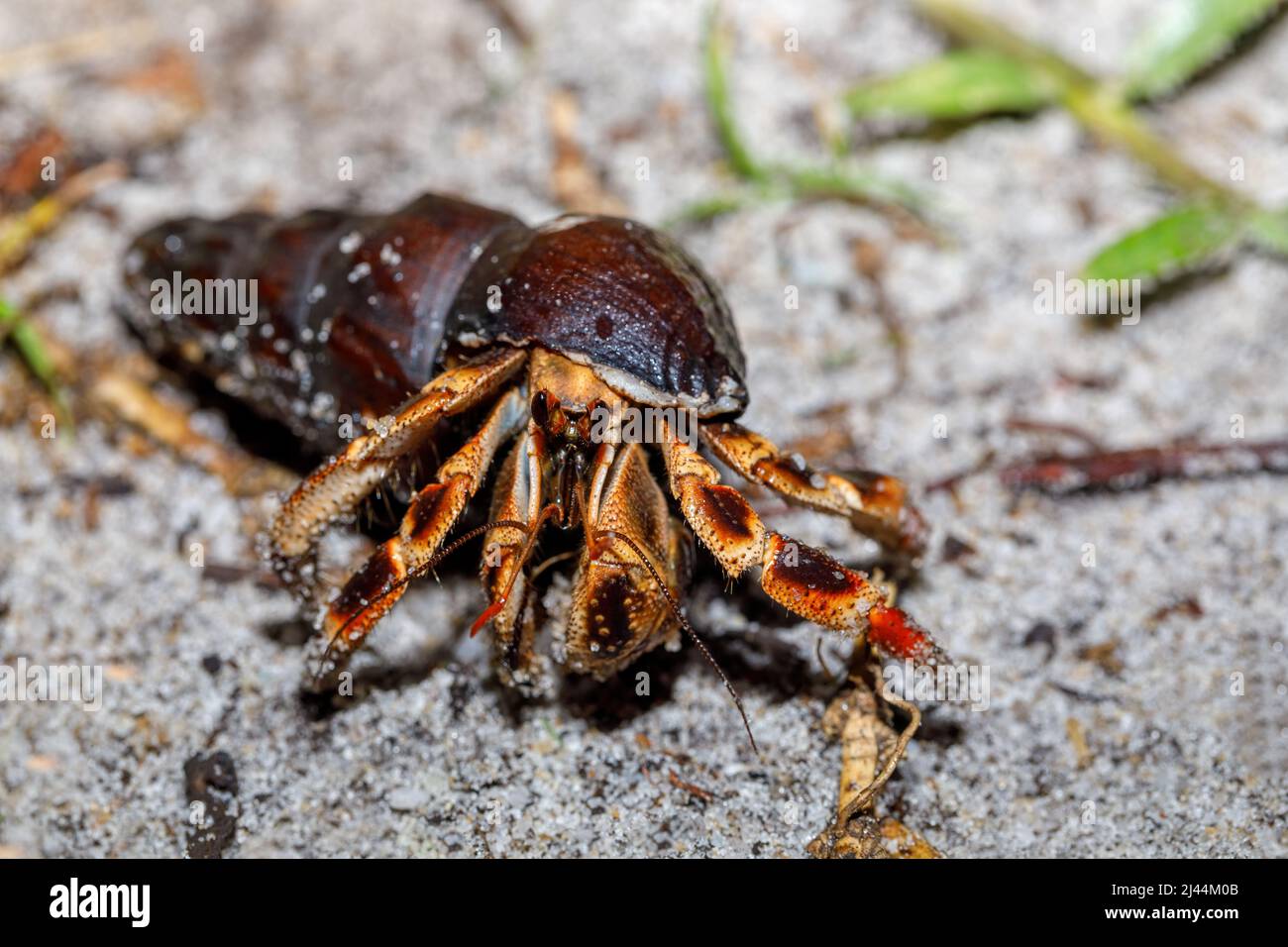 Big hermit crab with snail shell in natural habitat in rainforest Masoala national Park, Madagascar wildlife and wilderness Stock Photo