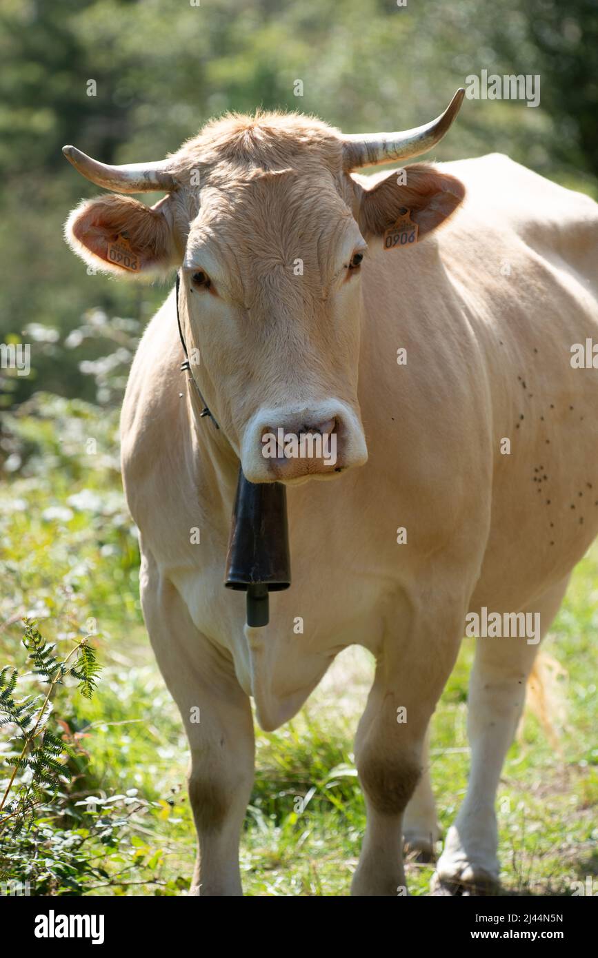 Pyrenees, France. 6th Sept, 2015. Single white cow with bell around