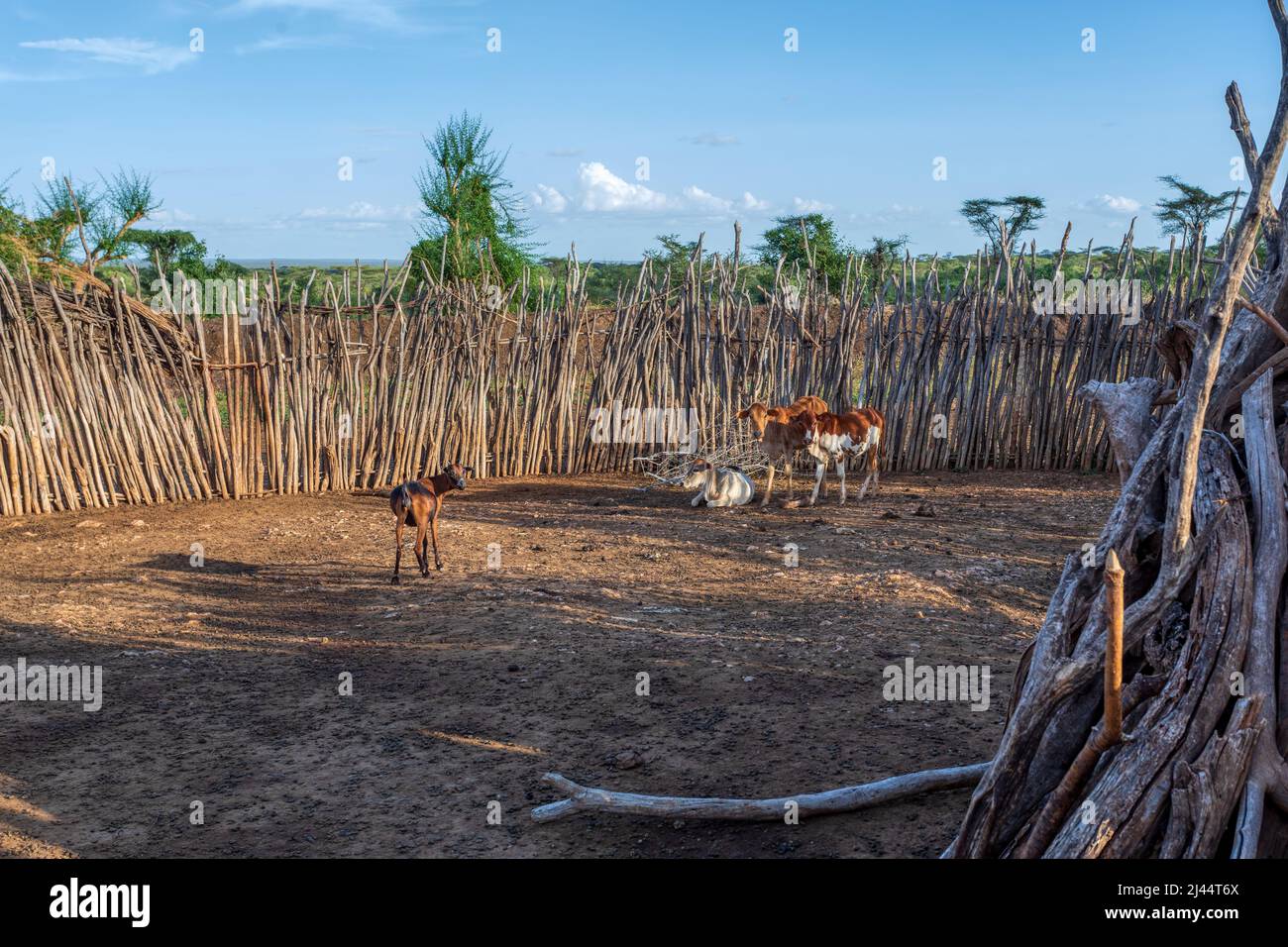 Traditional cattle pen in Hamar Village. The Hamars are the original tribe in southwestern Ethiopia, Africa. They are largely pastoralists, so their c Stock Photo