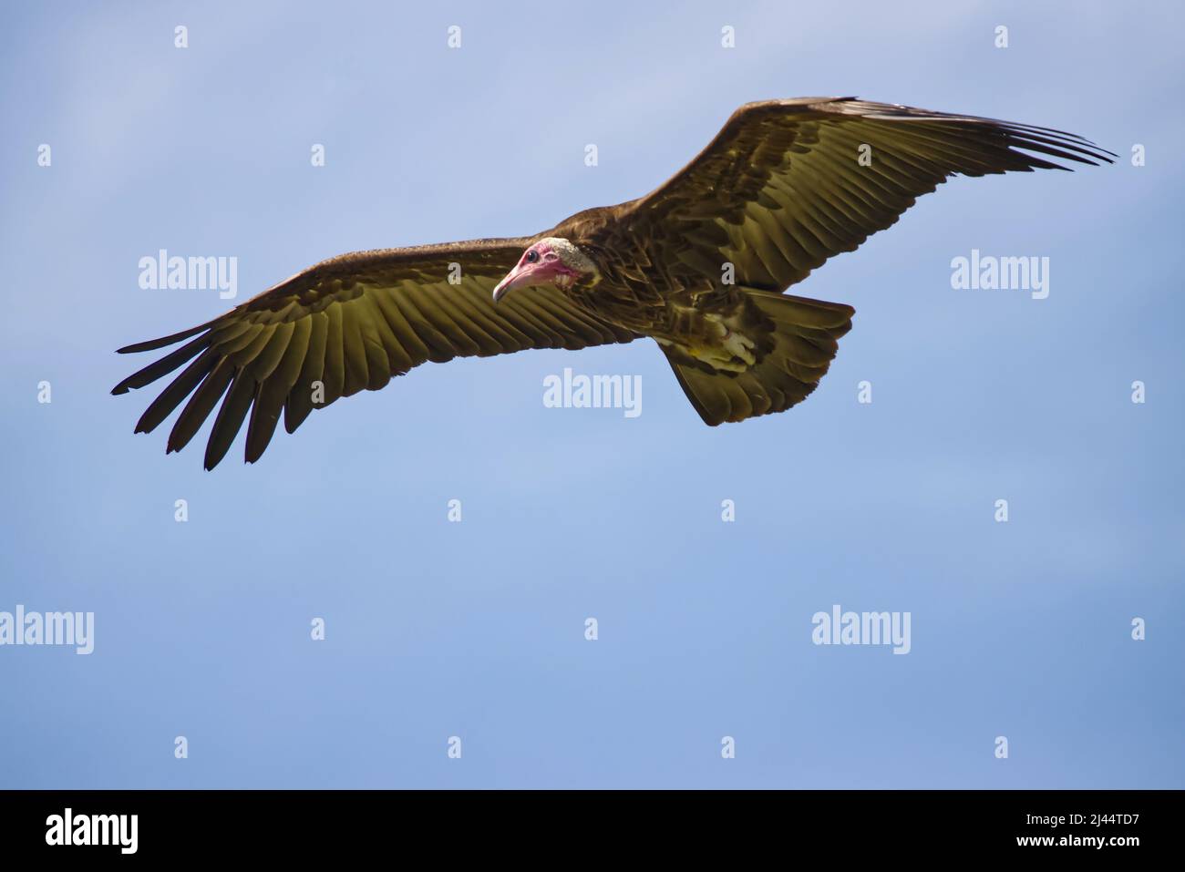 A soaring vulture Stock Photo