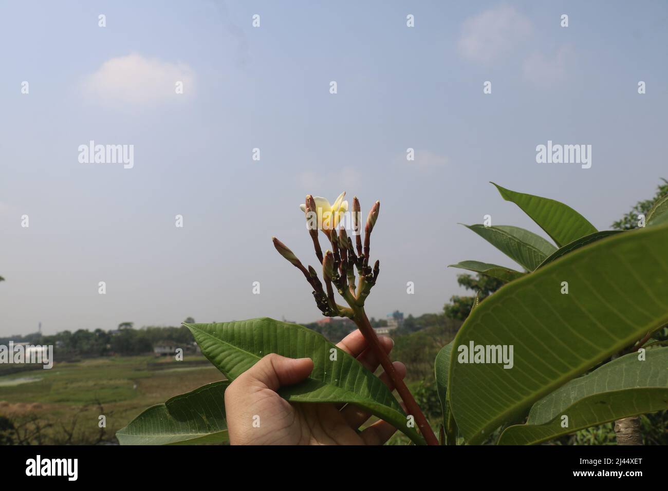 Plumeria, known as frangipani, is a genus of flowering plants in the subfamily Rauvolfioideae, of the family Apocynaceae with beautiful background. Stock Photo