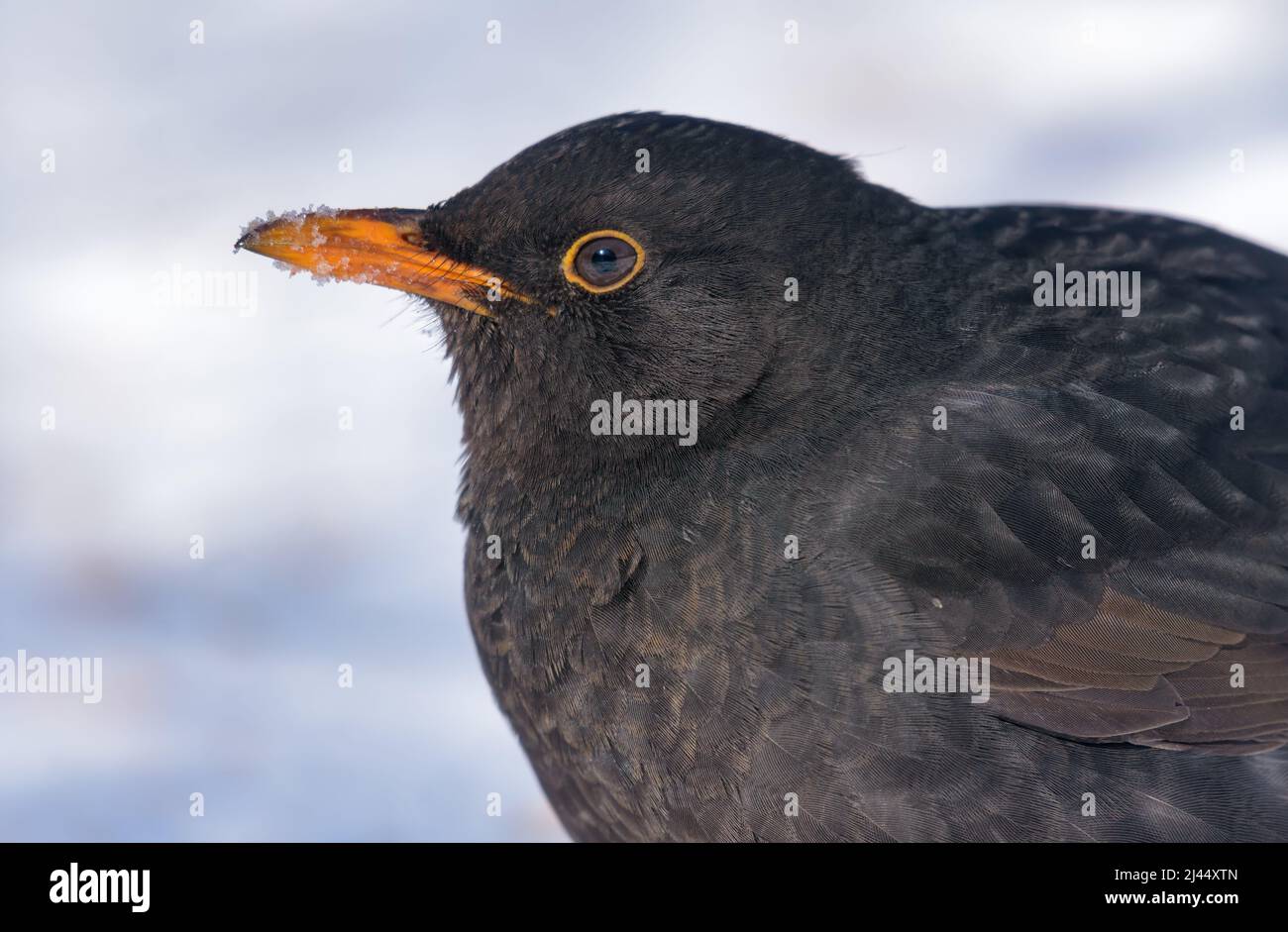 Common blackbird (Turdus merula) very close shot portrait with fine details in winter conditions Stock Photo