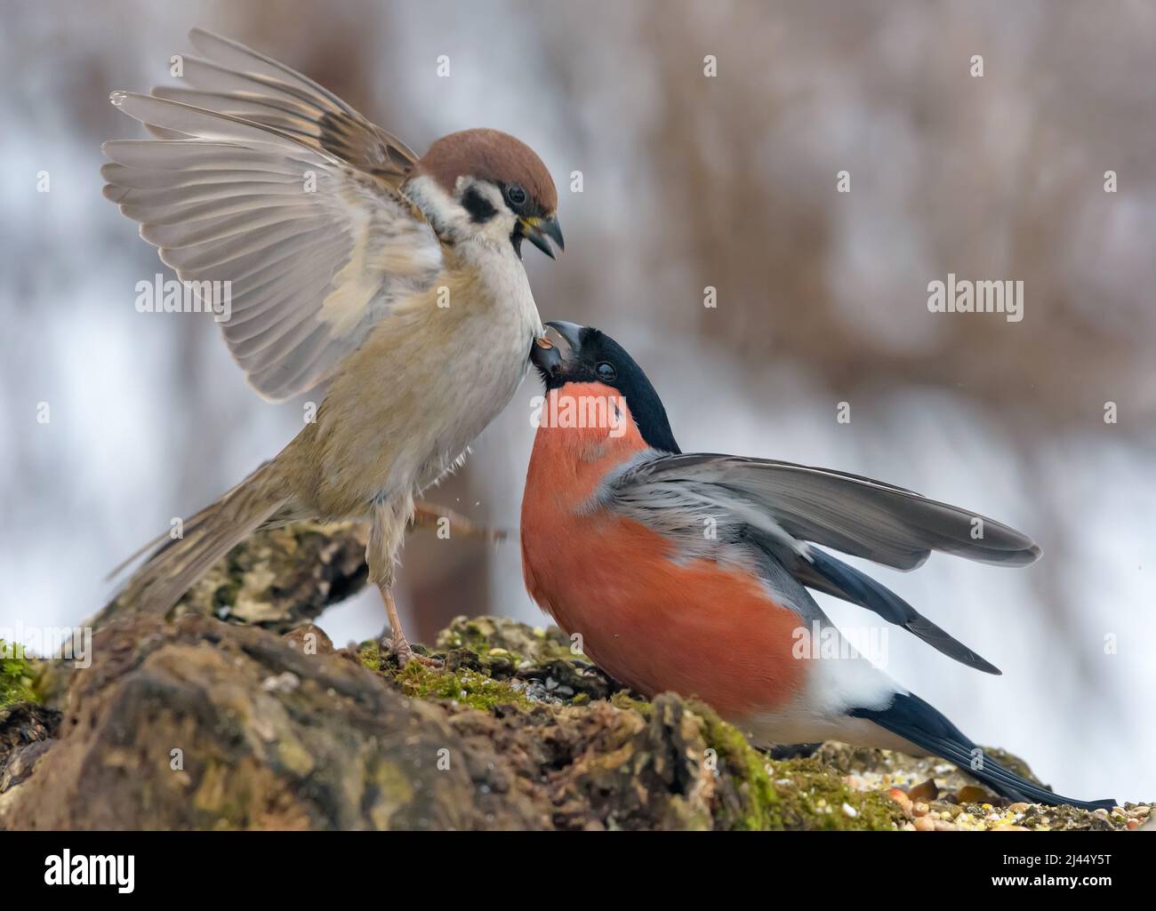 Eurasian Bullfinch (Pyrrhula pyrrhula) and Eurasian tree sparrow (Passer montanus) fights for their lives near the feeder in cold winter Stock Photo