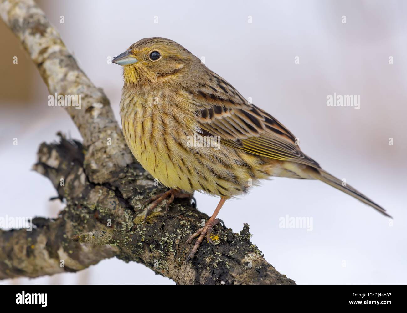 Female Yellowhammer (Emberiza citrinella) posing perched on an aged branch in winter season Stock Photo