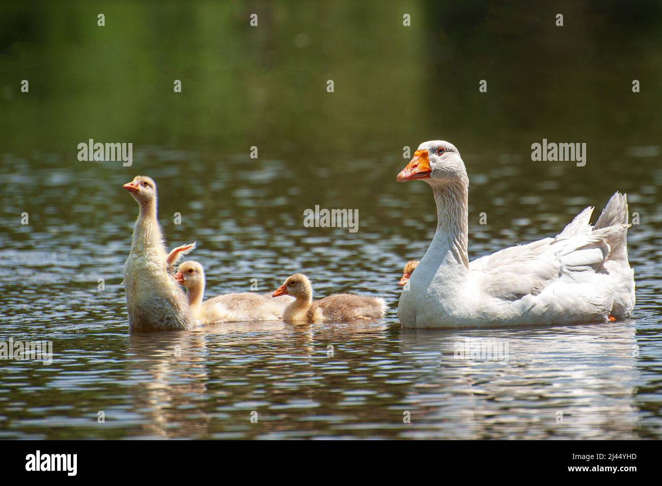 Goose with gosling on the shore river in the springtime. Farm animals