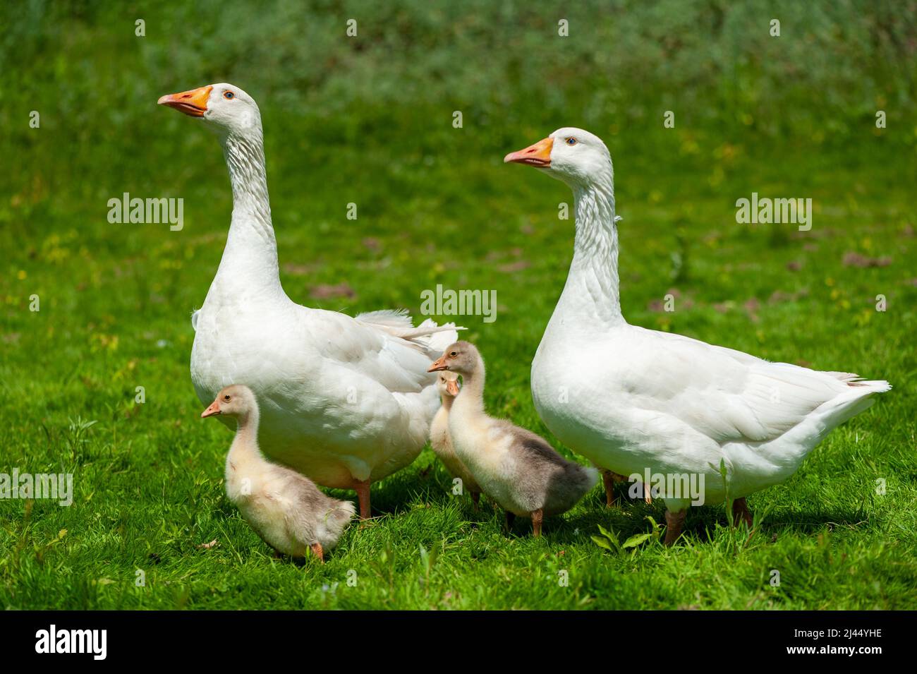 Goose with gosling on the shore river in the springtime. Farm animals