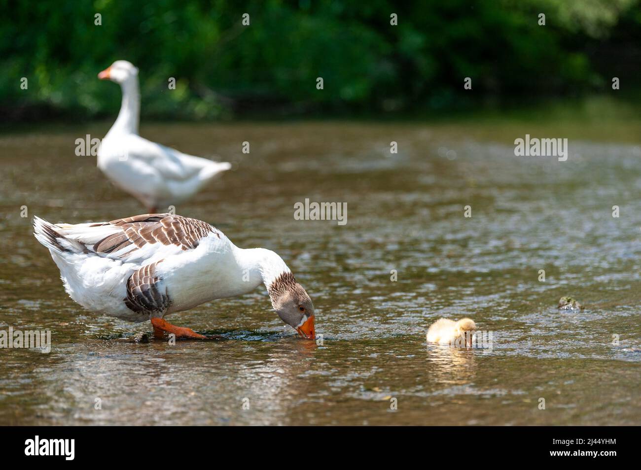 Goose with gosling on the shore river in the springtime. Farm animals