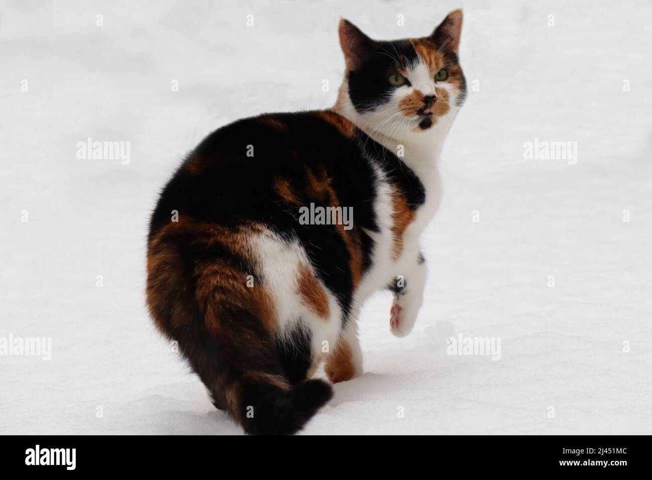 Cat out in the snow Stock Photo