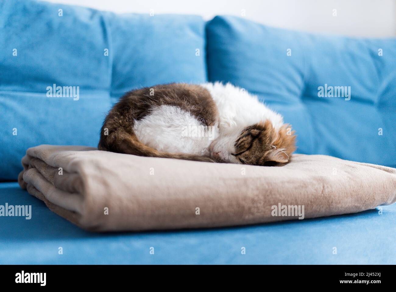 cat sleeps on a blanket on the blue sofa curled up Stock Photo - Alamy