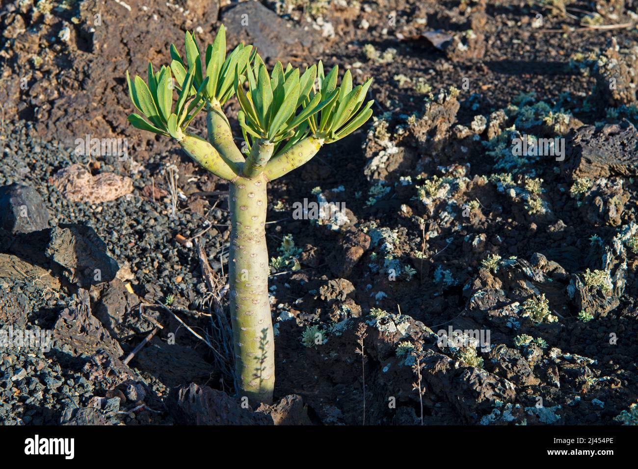 Kanaren-Wolfsmilch (Euphorbia canariensis) in Lavafeld, Mancha Blanca, Lanzarote, kanarische Inseln, Kanaren, Spanien Stock Photo