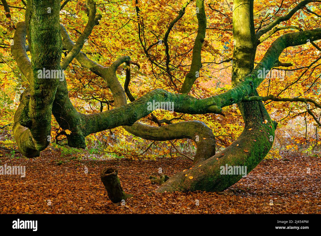 Bemooster Stamm einer alten Buche (Fagus) im Herbst, Urwald Sababurg, Hessen, Deutschland Stock Photo