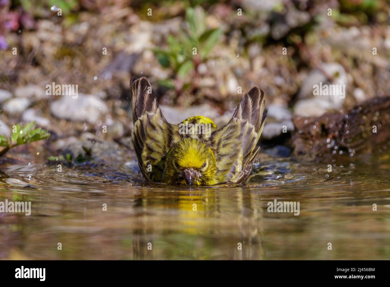 Girlitz (Serinus serinus) Männchen Stock Photo Alamy