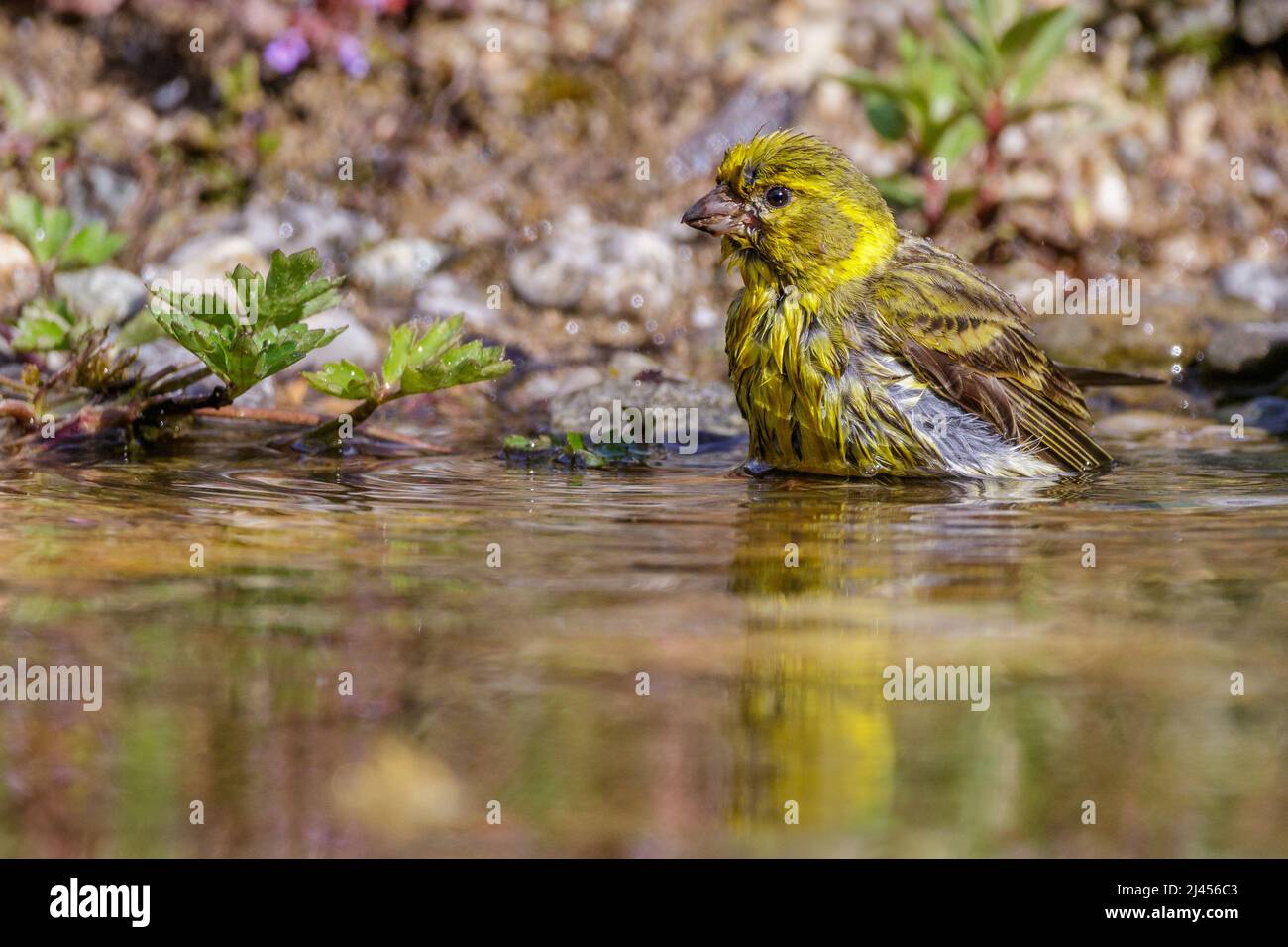 Girlitz (Serinus serinus) Männchen Stock Photo Alamy