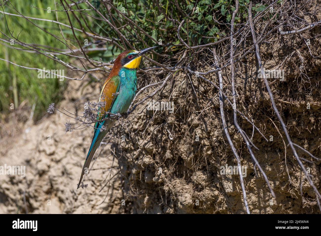 Bienenfresser (Merops apiaster) Stock Photo