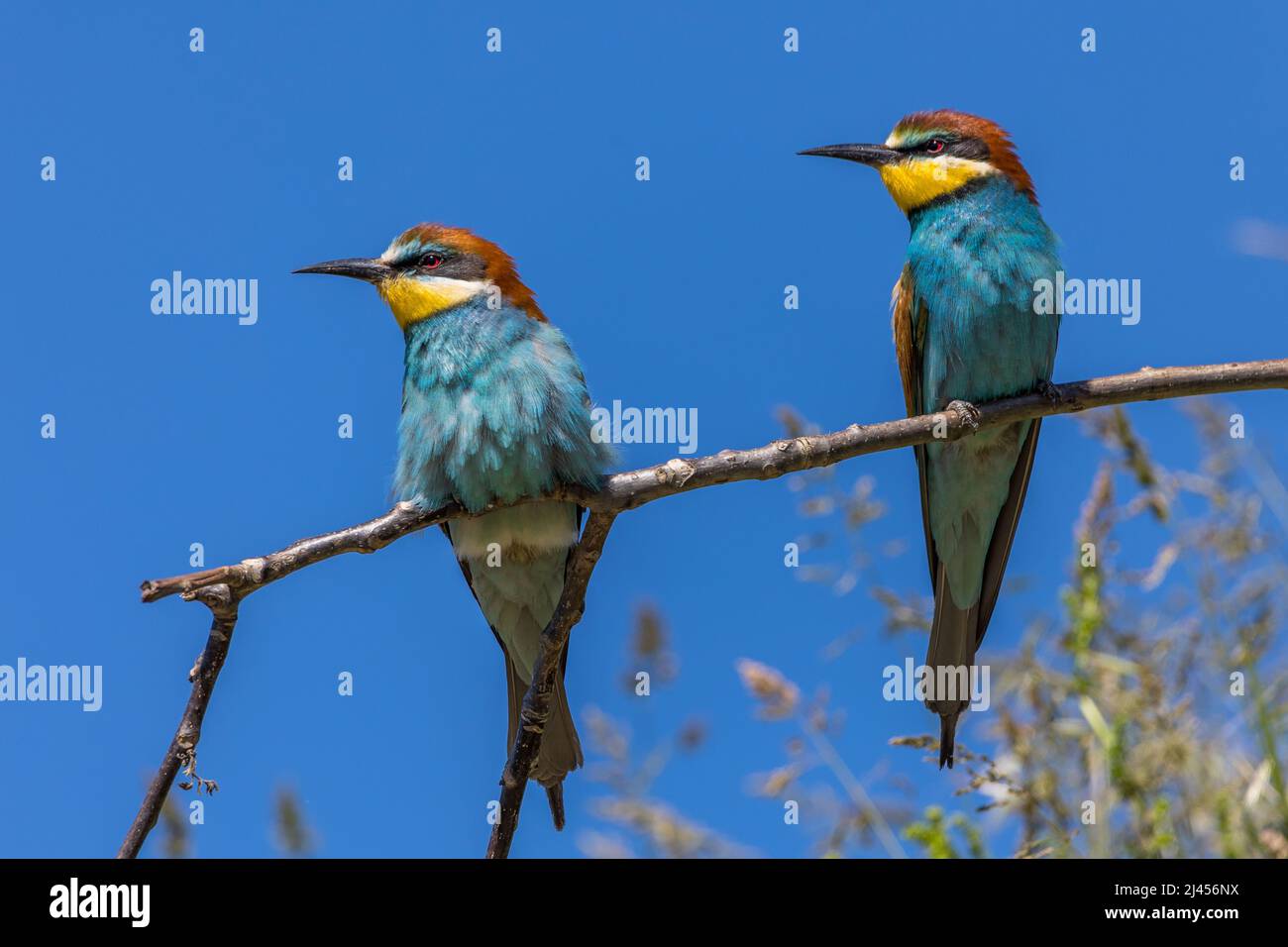 Bienenfresser (Merops apiaster) Stock Photo
