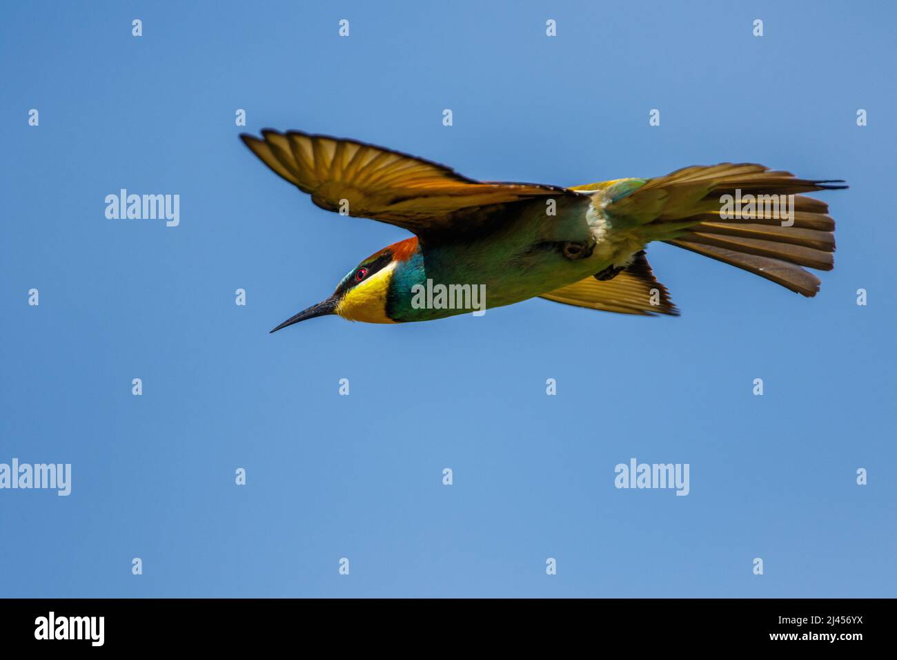 Bienenfresser (Merops apiaster) Stock Photo