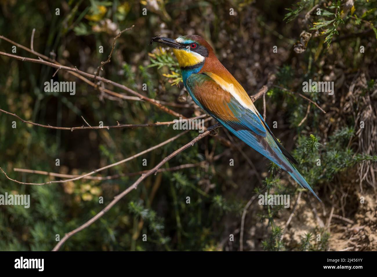 Bienenfresser (Merops apiaster) Stock Photo