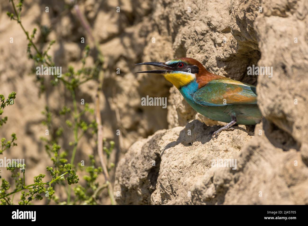 Bienenfresser (Merops apiaster) Stock Photo