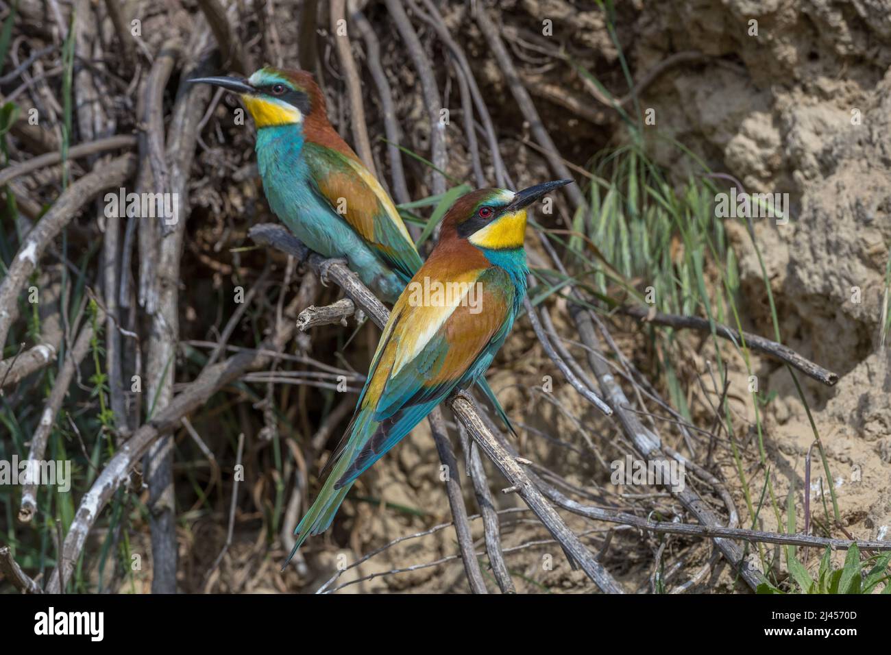 Bienenfresser (Merops apiaster) Stock Photo