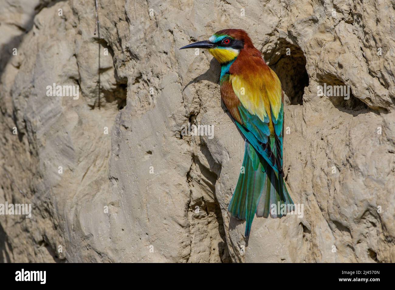 Bienenfresser (Merops apiaster) Stock Photo