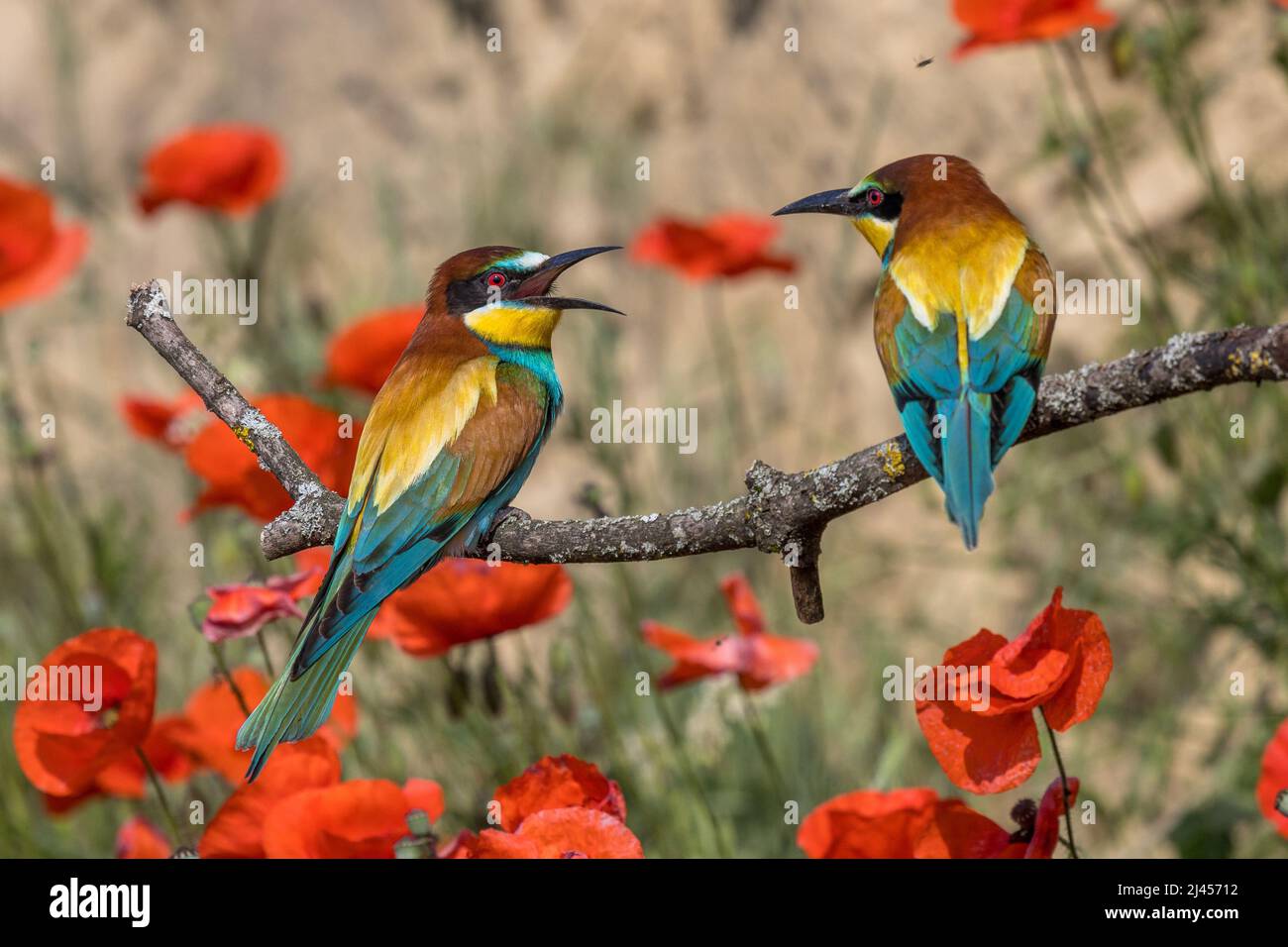 Bienenfresser (Merops apiaster) Stock Photo
