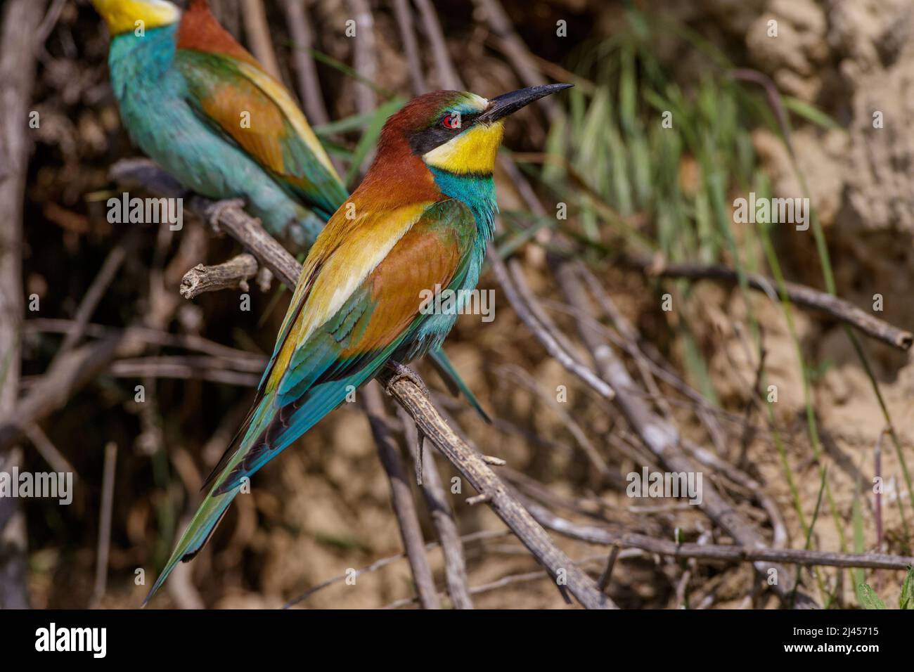 Bienenfresser (Merops apiaster) Stock Photo