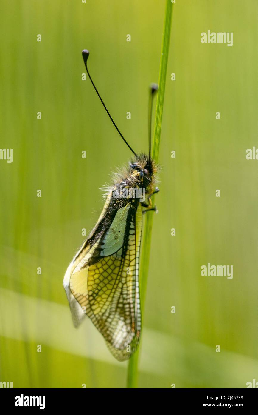 Libellen-Schmetterlingshaft (Libelloides coccajus) Stock Photo