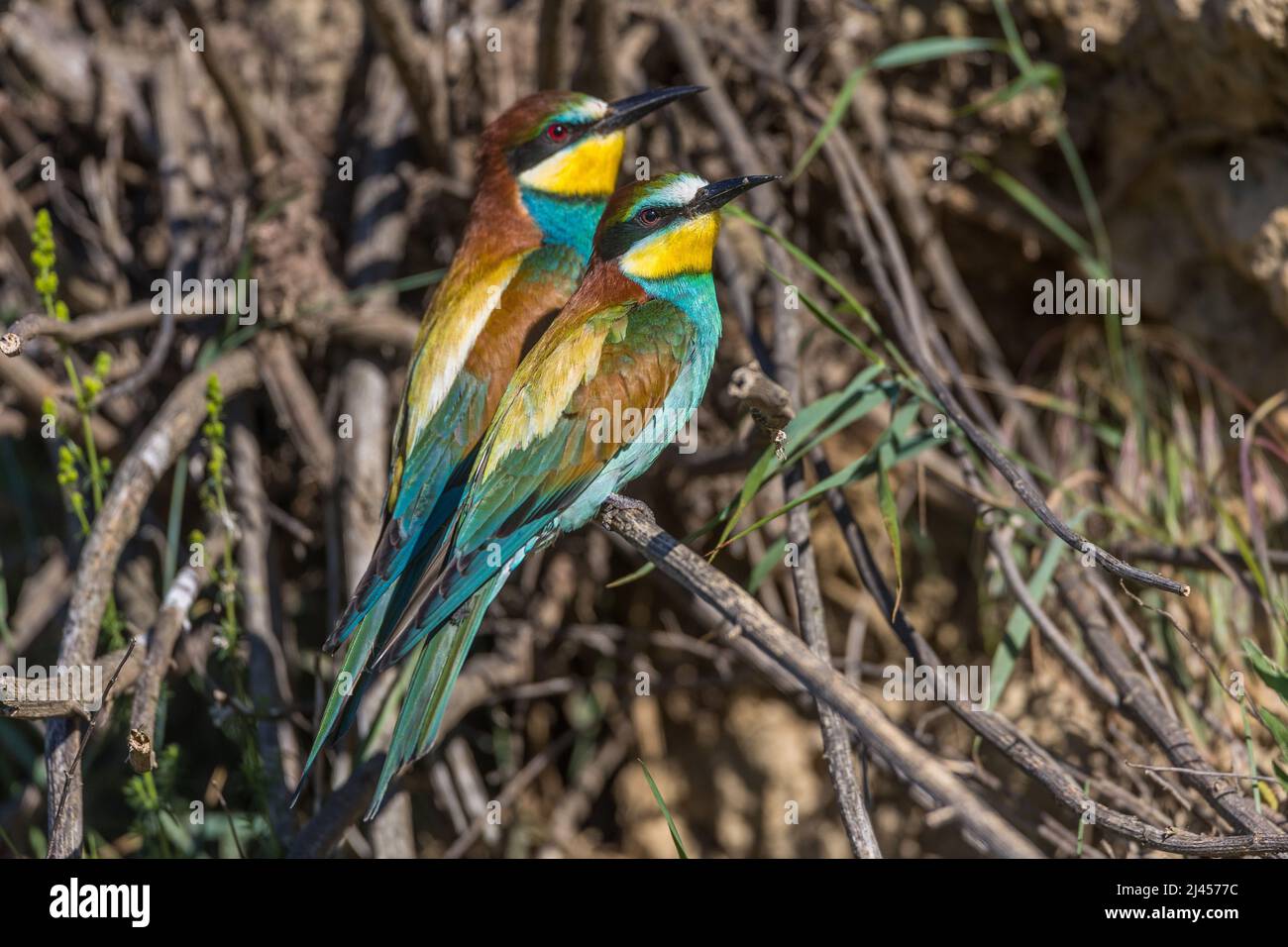 Bienenfresser (Merops apiaster) Stock Photo