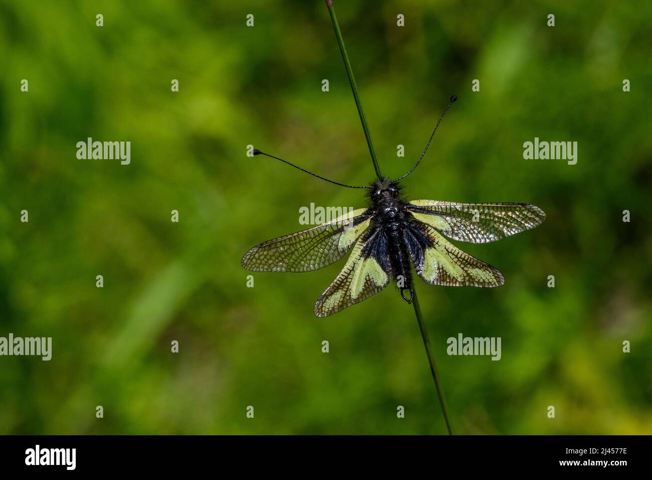 Libellen-Schmetterlingshaft (Libelloides coccajus) Stock Photo