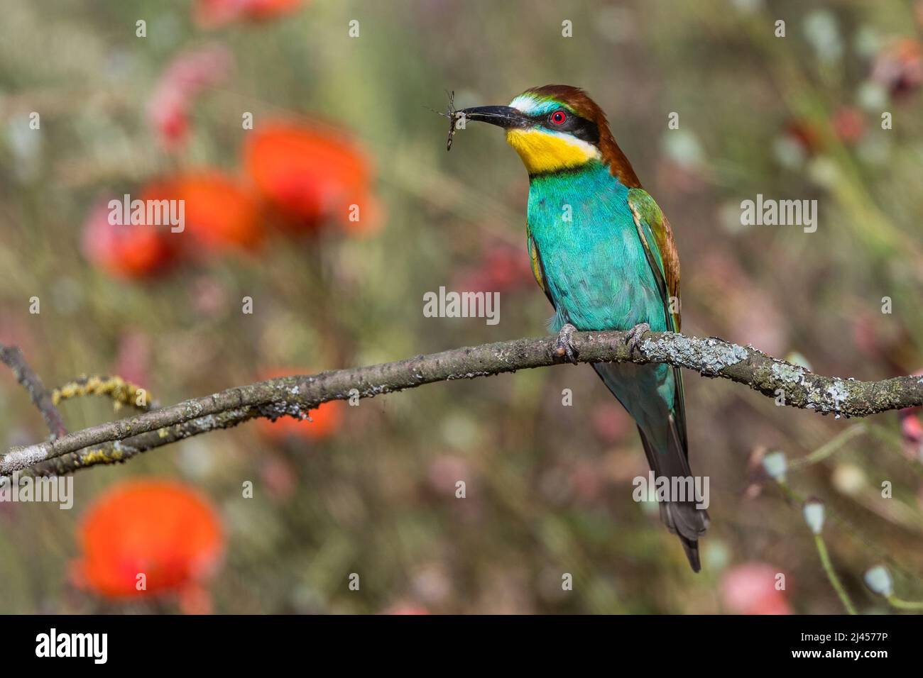 Bienenfresser (Merops apiaster) Stock Photo