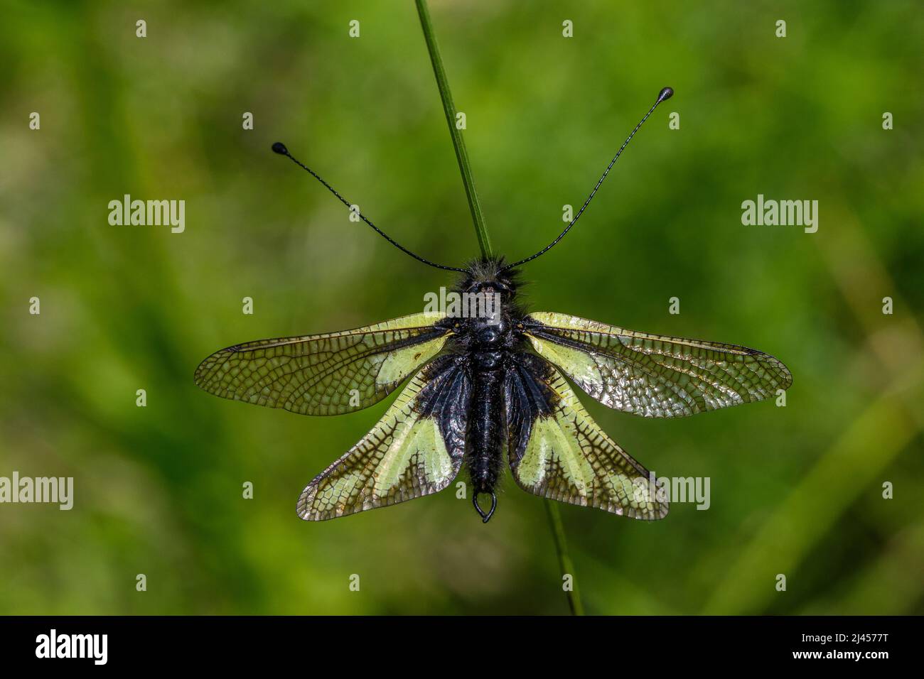 Libellen-Schmetterlingshaft (Libelloides coccajus) Stock Photo