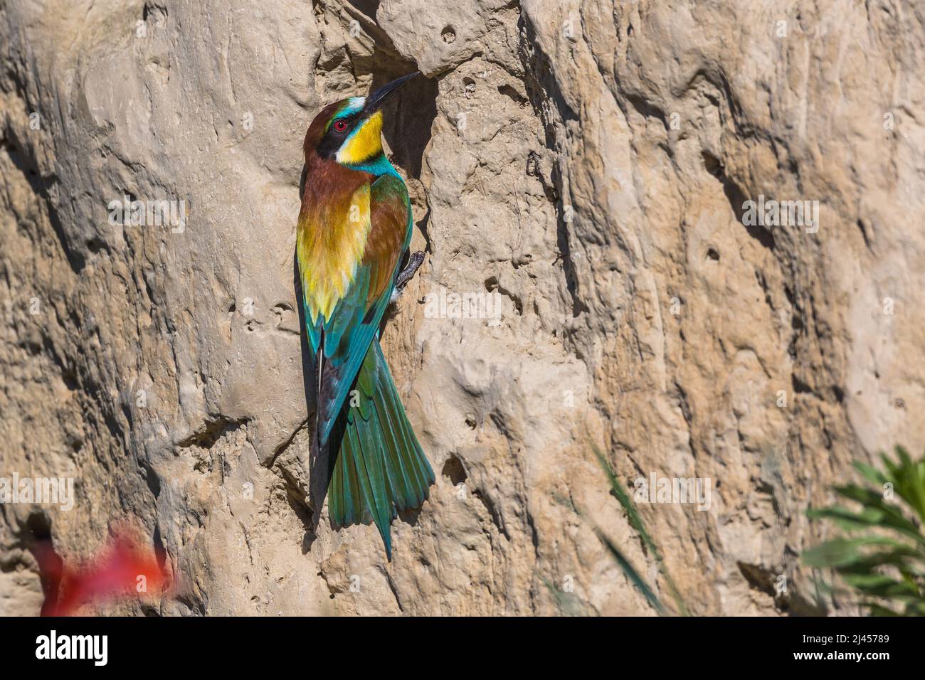 Bienenfresser (Merops apiaster) Stock Photo