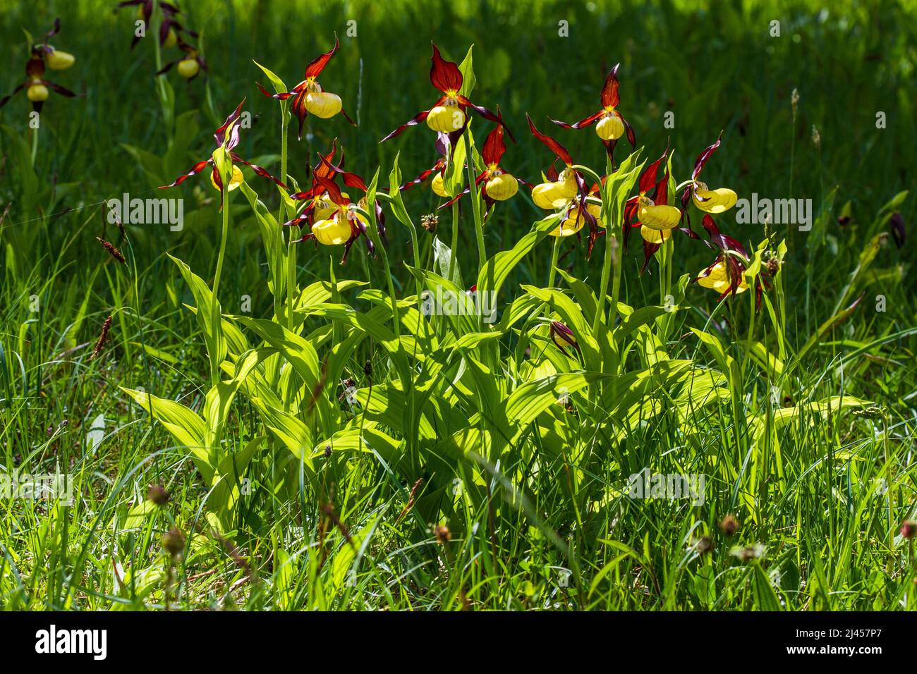 Gelber Frauenschuh (Cypripedium calceolus) Stock Photo