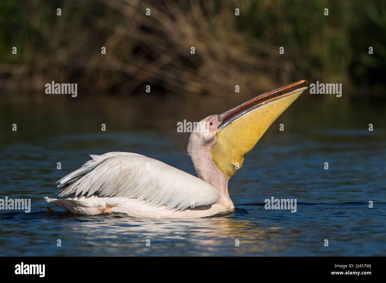 Rosapelikan (Pelecanus onocrotalus) beim Fischfang Stock Photo