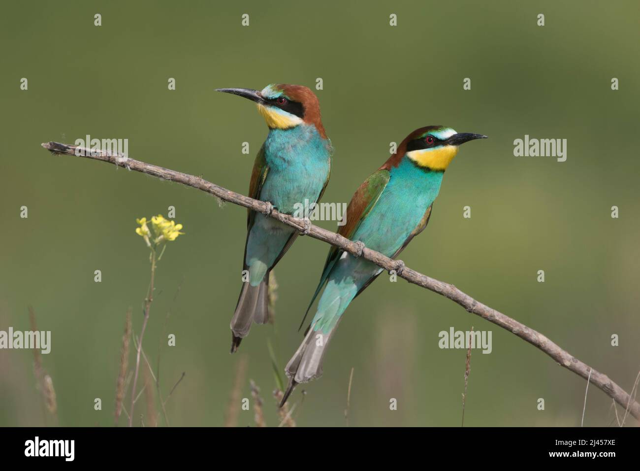 Bienenfresser (Merops apiaster) Stock Photo